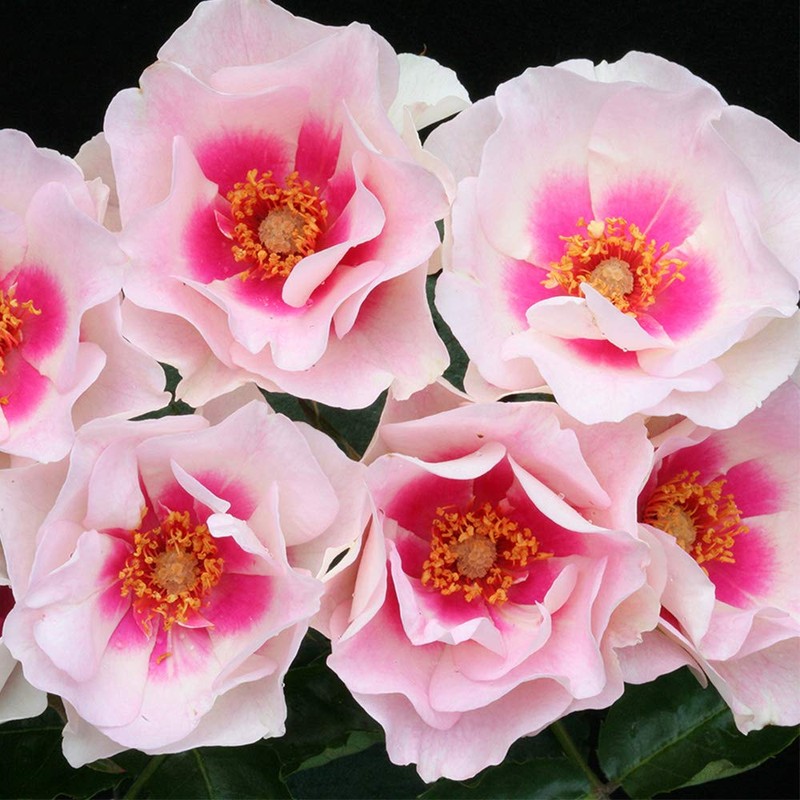 Heirloom Roses Rose Plant - Bull's Eye™ Multi Rose Bush,