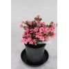 House of Bonsai Satsuki Azalia and like hybrid ' L.