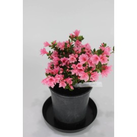 House of Bonsai Satsuki Azalia and like hybrid ' L. C Fisher'  one gallone flowering bonsai tree