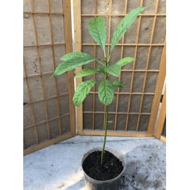 Avocado Fruit Tree Live Plant 25” Ready To Plant No Pot