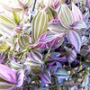 Wandering Jew Lilac - 2.5 inch Potted Plant - Tradescantia