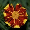 200 Pcs Mixed Marigold Seeds Flower to Plant Bonsai Home