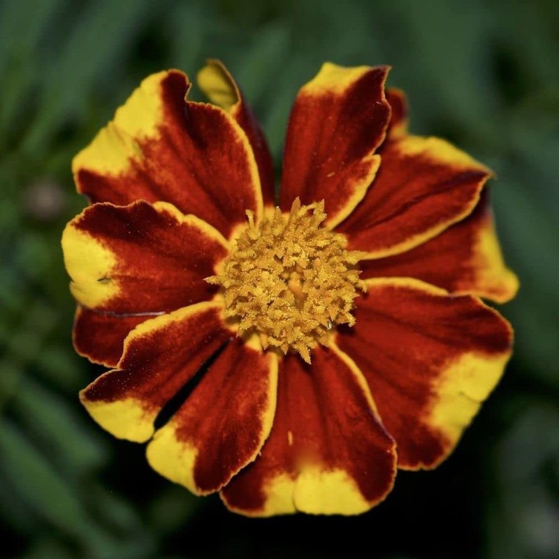 200 Pcs Mixed Marigold Seeds Flower to Plant Bonsai Home