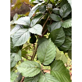 Unbranded 1 Big Daddy Thornless Blackberry Live Plants Outdoor Garden Make Large Berrys