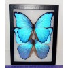 MORPHO DIDIUS 2 BLUE MORPHO DIDIUS MOUNTED RIKER FRAMED CONDITION