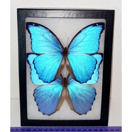 MORPHO DIDIUS 2 BLUE MORPHO DIDIUS MOUNTED RIKER FRAMED CONDITION A1