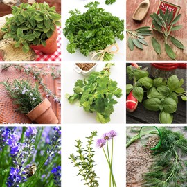 Culinary Herb Seeds Variety Pack - Outdoor & Indoor Herb Garden Kit - 10 Non-GMO Herb Garden Seeds for Planting & Book - Basil Seeds, Cilantro Seeds, Dill Seeds, Rosemary Seeds, Thyme Seeds, & More