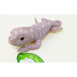 Tobar COLOUR CHANGING LIZARDS