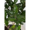2.5 Qt - Waxy Curly Leaf Ligustrum Recurvifolia - Fast