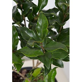 2.5 Qt - Waxy Curly Leaf Ligustrum Recurvifolia - Fast Growing Evergreen Shrub