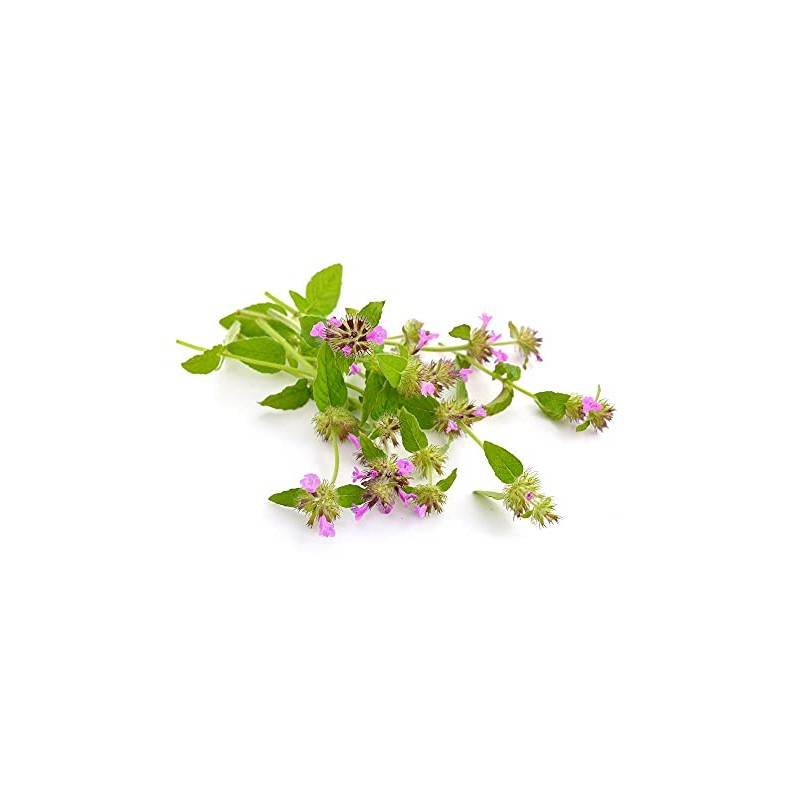 Pennyroyal Leaf - Dried Mentha pulegium Leaf C/S 100% from