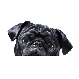 2pcs Black Pug Vinyl Decal 5.91"x3.15", Cute Wrinkled Dog Sticker for Rear Windshield, Bumper, RV, Laptop, Expressive Pet Decor |#DK179