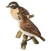 Goebel Bird of the Year 2023 Pair of Brownthroat Figurine