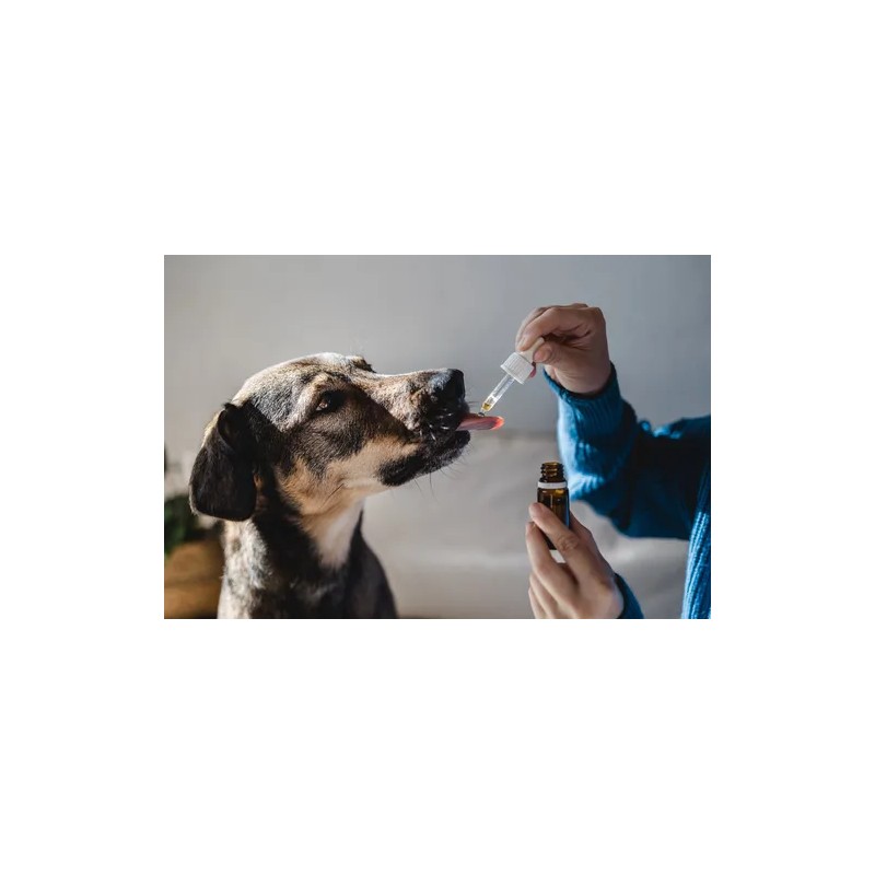 Flores De Bach Primeros Auxilios Para Perros Sugen