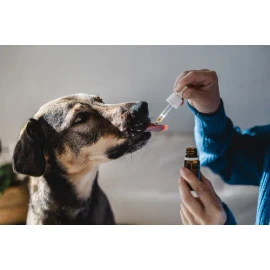 Flores De Bach Primeros Auxilios Para Perros Sugen