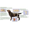 The Gift For Life Canine: Champion Your Dog's Health Journey!