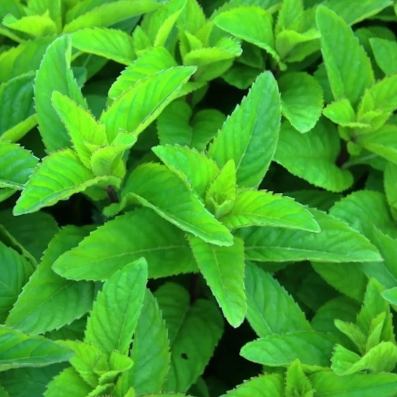 Japanese Peppermint (Japanese Pepper) (From Takinoue-cho, Hokkaido) 20ml Incent Essential