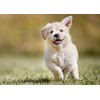 PET SUPPLEMENTS & NUTRITION LLC Vitamins for Dogs - Dog