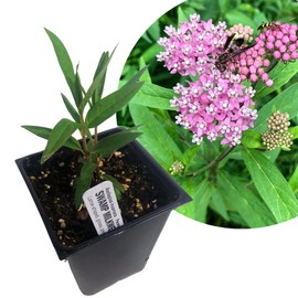 Smoke Camp Crafts Organic Swamp Milkweed Live Plant (Asclepias incarnata) in 2.5 inch Pot | Native Pollinator Plant Pink Flowers