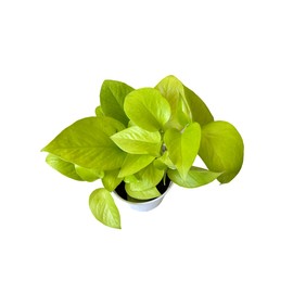 Hopewind Plants Shop- Neon Pothos, Popular and Attractive houseplant, Gorgeous Live Indoor Plant, Easy to Care and Rare Variety Green Thumbs Up 4 inch Pot