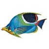 Saddled Butterflyfish Porcelain Swimming Pool Mosaic (5" x 3")