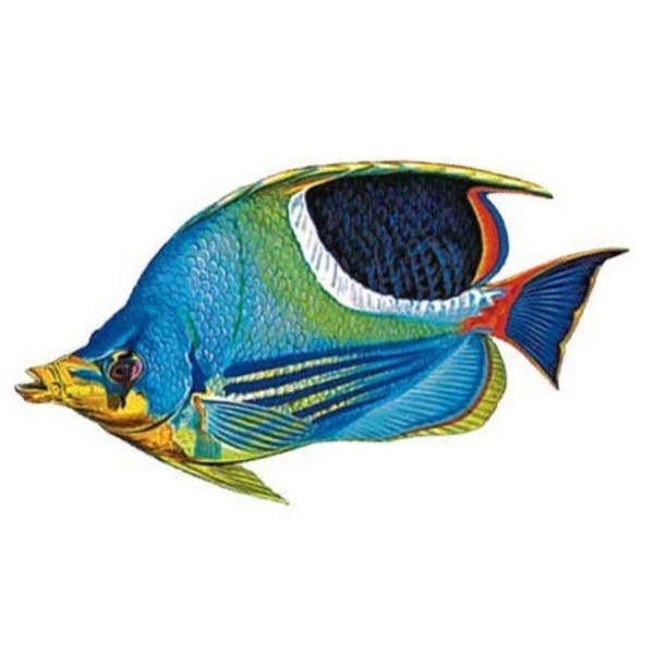 Saddled Butterflyfish Porcelain Swimming Pool Mosaic (5" x 3")