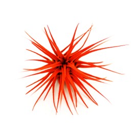 Live Extra Large Tillandsia Ionantha Guatemala Colorful Air Plant 3+ inch Enhanced Color Easy Care Indoor Outdoor Home Decor Gift Airplant by Awesome Industries (Orange XL)