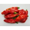 Trinidad Pimento Pepper 10+ Seeds