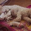 Lotsdonxia 15 Colors Adjustable Soft ID Bands for Newborn Puppies