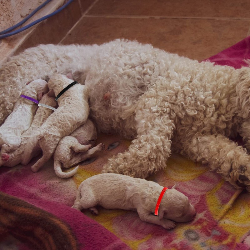 Lotsdonxia 15 Colors Adjustable Soft ID Bands for Newborn Puppies