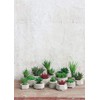 ASA Succulent II 66241444 Green Diameter 8.5 cm in Grey