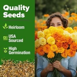 HOME GROWN Marigold Seeds Bulk Mix - 5600+𝗡𝗢𝗡-𝗚𝗠𝗢,𝗨𝗦𝗔 Crackerjack Marigold Flower Seeds for Planting Outdoors -Flowers Seed for Companion Planting -Wildflower African Marigold(Tagetes erecta)