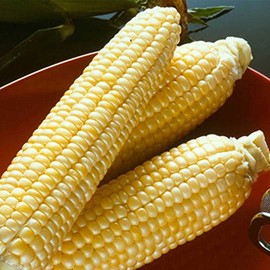 Sugar Buns Hybrid Corn Garden Seed - 10 g Packet ~50 Seeds - Non-GMO, Sugary Enhanced (SE), Vegetable Gardening Seeds - Yellow Sweet Corn