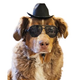 C17 Dog Pet Costume Set Retro Sunglasses Glasses + Fedora Hat Adjustable for Medium Breeds Approximately 18-40 lbs Party Prop Cosplay Photoshoot (Aviator Black + Black Fedora Hat)