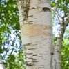 PAPCOOL White Birch Trẹẹ SẸẸDS - European White Birch Trẹẹ