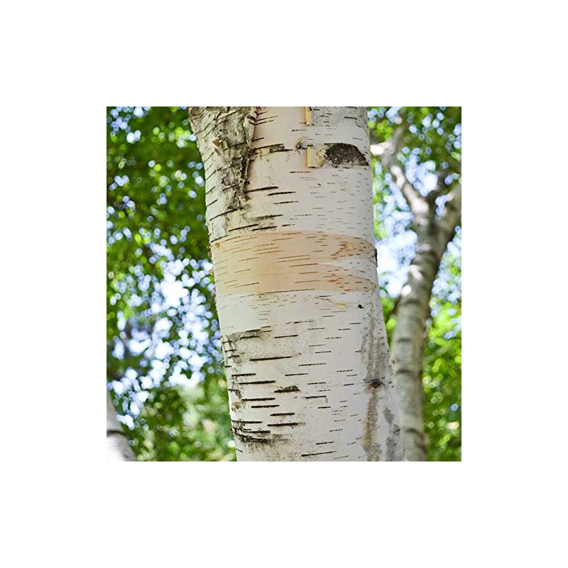 PAPCOOL White Birch Trẹẹ SẸẸDS - European White Birch Trẹẹ