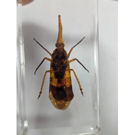 Large Lanternfly, Specimen Insect  Taxidermy Oddity Resin Curiosity