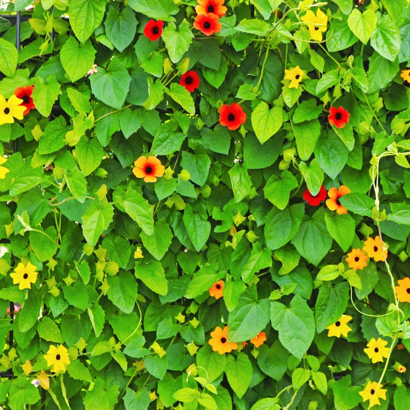 Park Seed Black-Eyed Susan Vine – Twining Summer Annual with