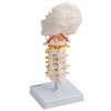 Cranstein A-320 Halswirbelsäule Modell | mit Spinalnerven und Vertebralarterien