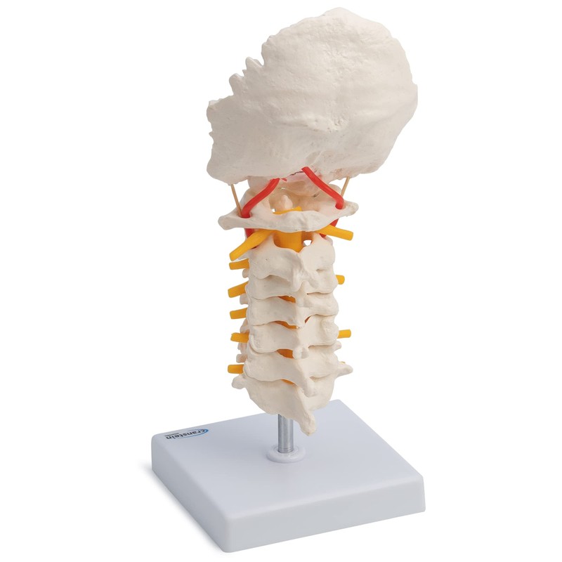 Cranstein A-320 Halswirbelsäule Modell | mit Spinalnerven und Vertebralarterien