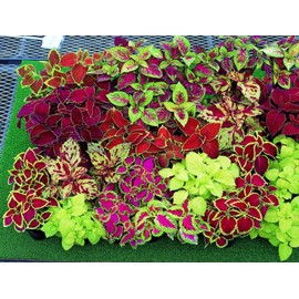 RAISE ME UP: Seeds Coleus Multi-Color Varieties Mix (French Quarter, Wizard Rose, Wizard Jade, Black Dragon, Wizard Coral Sunrise, Chocolate Covered Cherry, Watermelon) Annual Flowers