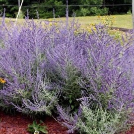 DPgardens PEROVSKIA ATRIPLICIFOLIA LIVE RUSSIAN SAGE PLANT HARDY PERENNIAL FRAGRANT HERB!! - 1 PLANT (2.5" wide x 3.5" deep pot)