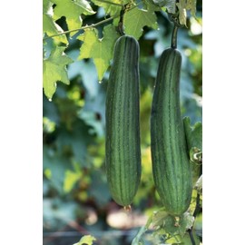 LoofaColon Lotion (230mL)