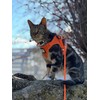 Travel Cat Harness and Leash Set - Adjustable Soft Mesh