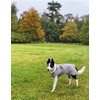 Ancol Ultimate Reflective Dog Coat X Small
