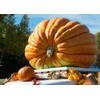 Giant Pumpkin Titan 10 Seeds for Planting Large Oversized Squash