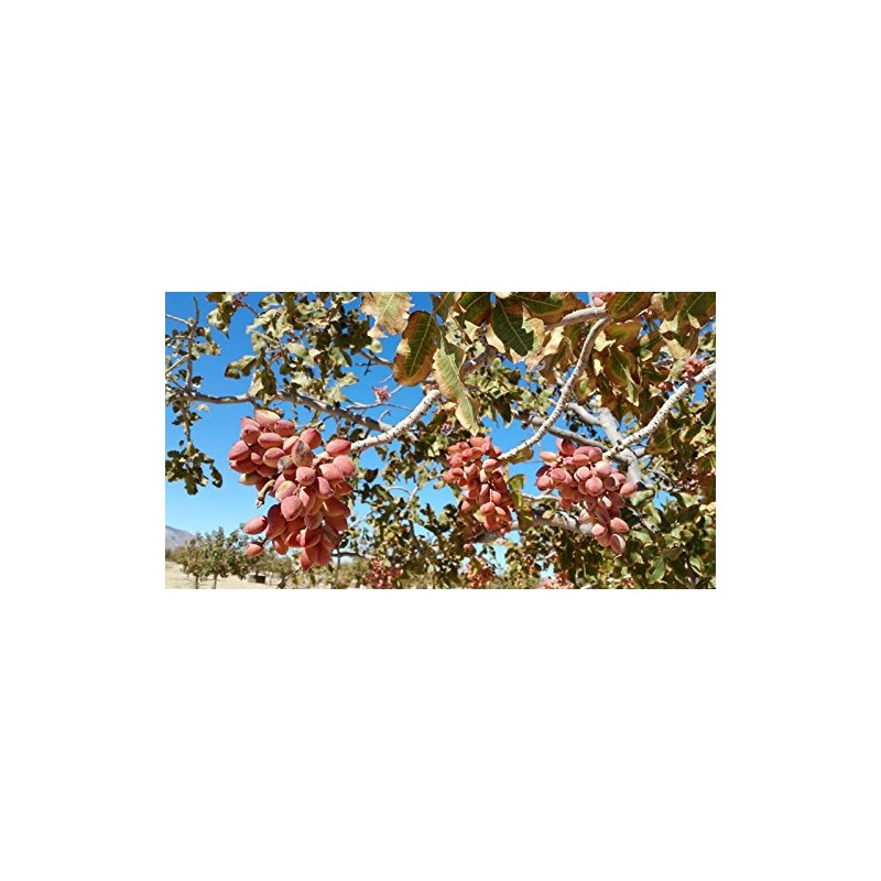 Roasted Salted Pistachios in-shell Heart healthy and California grown and