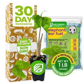 Stingray Elephant Ear Live Plant & Elephant Ear Fuel Fertilizer (1lb) by Wellspring Gardens -Unique Stingray Foliage, Indoor Plant & Outdoor Garden -Tropical Plant Food Essentials for Thriving Growth