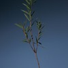 AROMATICA [AROMATICA]*renewal* Tea Tree Purifying Tonic 100ml