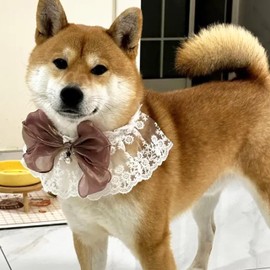 Organza Bow Cat Collar, Pearl Pendant, Organza Fabric Bowknot with Lace,Adjustable Pet Collars, Ethereal Decoration, Kitten Necklace Accessories for Small Medium Large Girl and Boy Cats and Dogs,PK XS